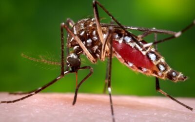 Dengue atinge mais de um milhão de pessoas no Brasil