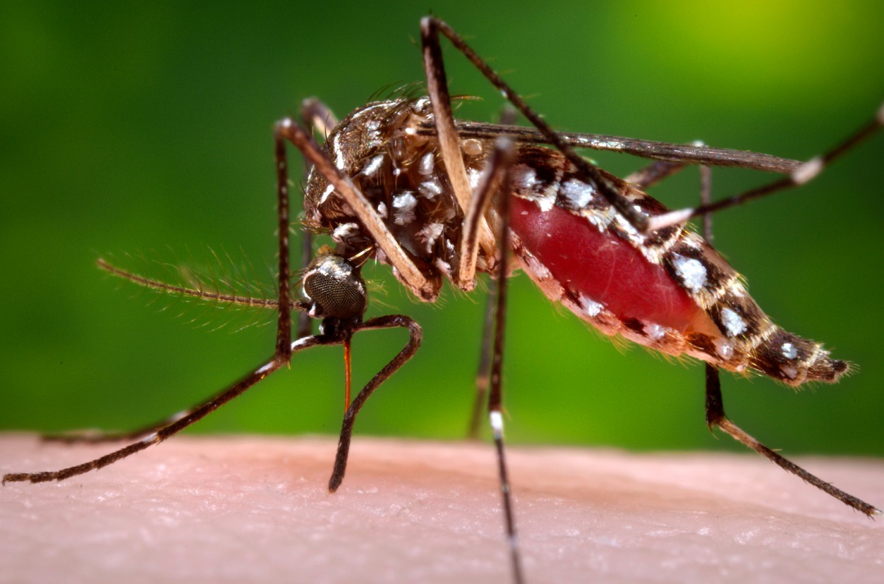Apenas a fêmea do Aedes aegypti pica as pessoas. Foto: Internet